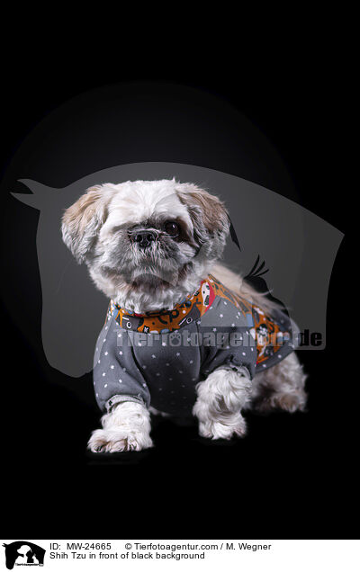 Shih Tzu vor schwarzem Hintergrund / Shih Tzu in front of black background / MW-24665