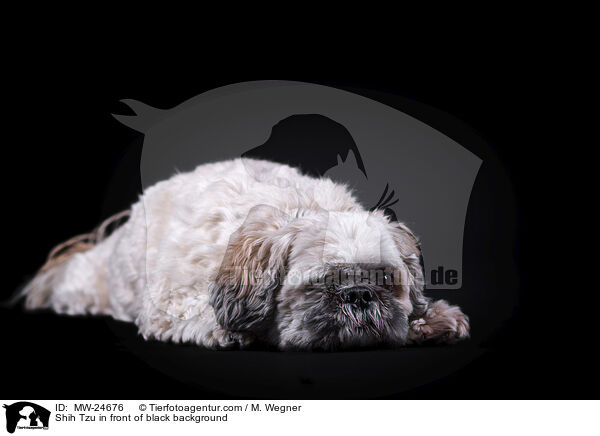 Shih Tzu vor schwarzem Hintergrund / Shih Tzu in front of black background / MW-24676