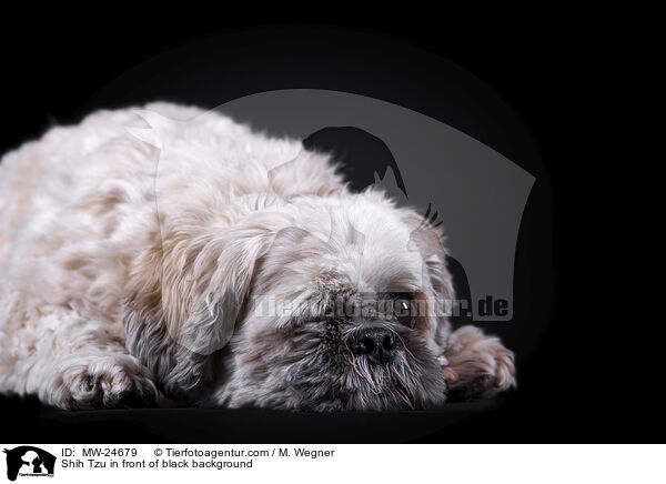 Shih Tzu vor schwarzem Hintergrund / Shih Tzu in front of black background / MW-24679