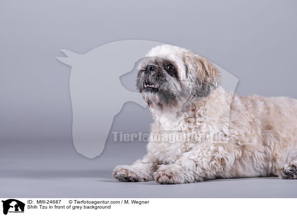 Shih Tzu vor grauem Hintergrund / Shih Tzu in front of grey background / MW-24687