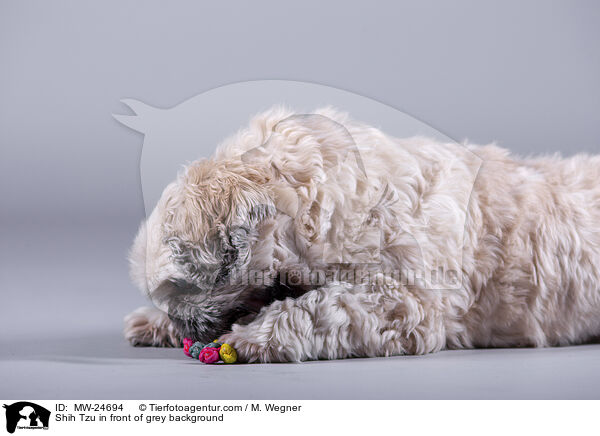Shih Tzu vor grauem Hintergrund / Shih Tzu in front of grey background / MW-24694