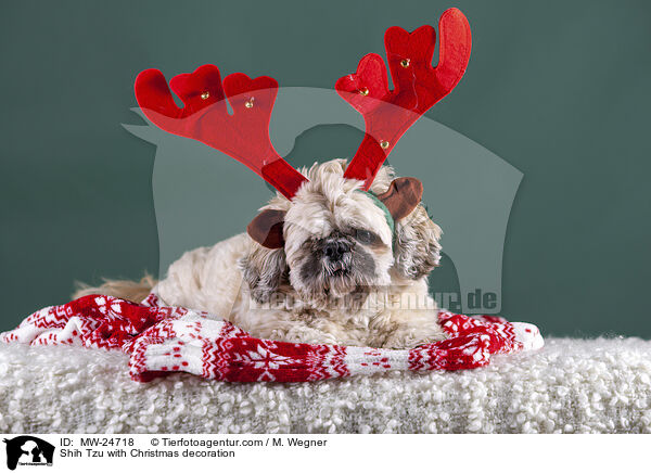 Shih Tzu mit Weihnachtsdeko / Shih Tzu with Christmas decoration / MW-24718