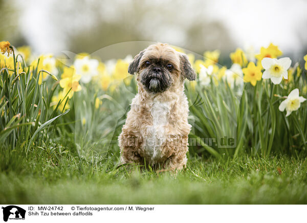 Shih Tzu zwischen Narzissen / Shih Tzu between daffodils / MW-24742