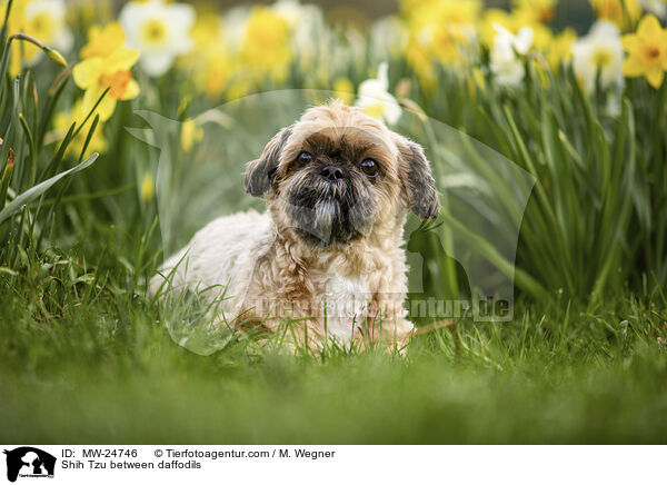 Shih Tzu zwischen Narzissen / Shih Tzu between daffodils / MW-24746