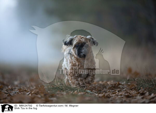 Shih Tzu in the fog / MW-24792