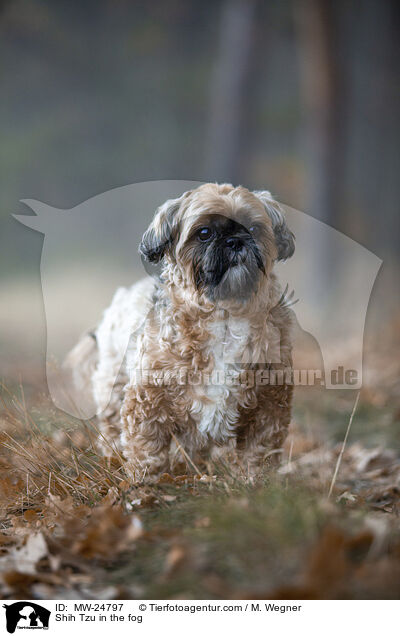 Shih Tzu im Nebel / Shih Tzu in the fog / MW-24797