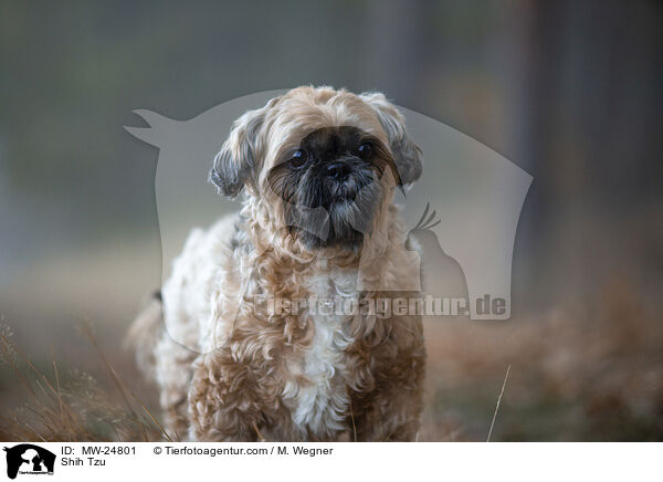Shih Tzu / Shih Tzu / MW-24801