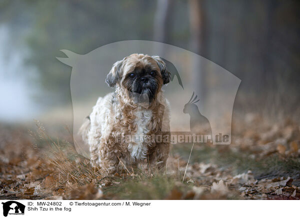 Shih Tzu im Nebel / Shih Tzu in the fog / MW-24802