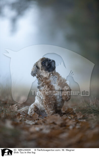 Shih Tzu im Nebel / Shih Tzu in the fog / MW-24809