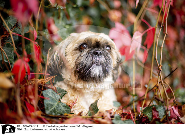 Shih Tzu zwischen roten Weinblttern / Shih Tzu between red vine leaves / MW-24861