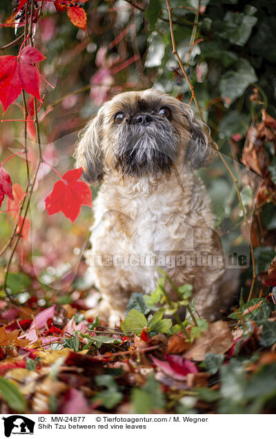 Shih Tzu zwischen roten Weinblttern / Shih Tzu between red vine leaves / MW-24877