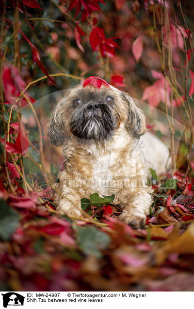 Shih Tzu zwischen roten Weinblttern / Shih Tzu between red vine leaves / MW-24887