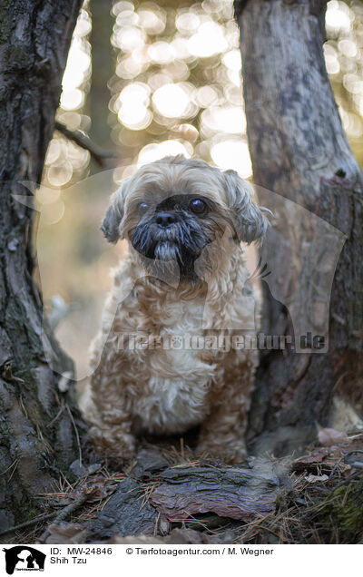 Shih Tzu / Shih Tzu / MW-24846