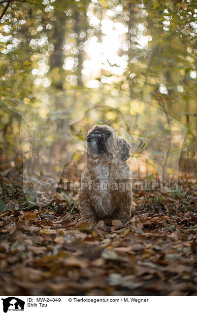 Shih Tzu / Shih Tzu / MW-24849