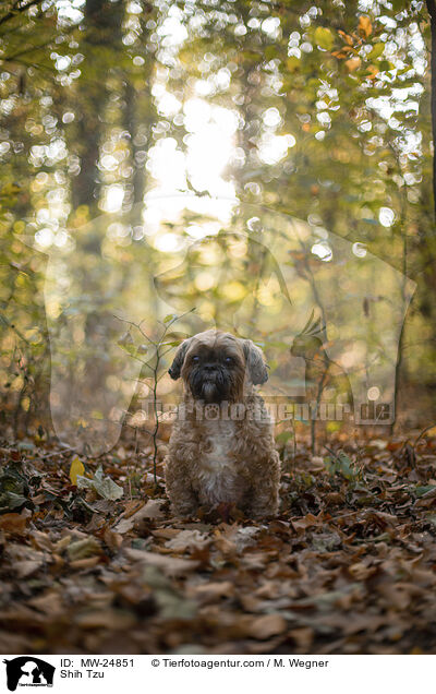Shih Tzu / Shih Tzu / MW-24851