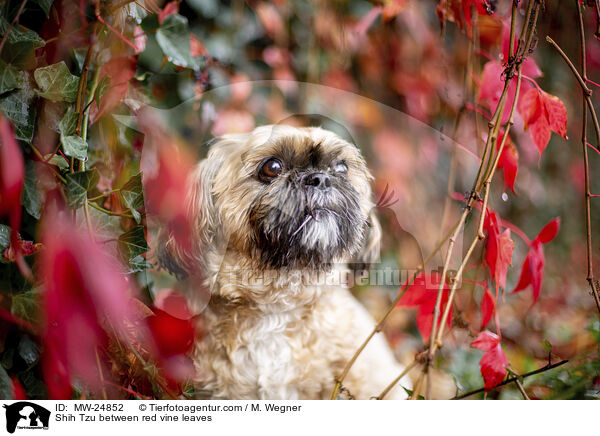 Shih Tzu zwischen roten Weinblttern / Shih Tzu between red vine leaves / MW-24852