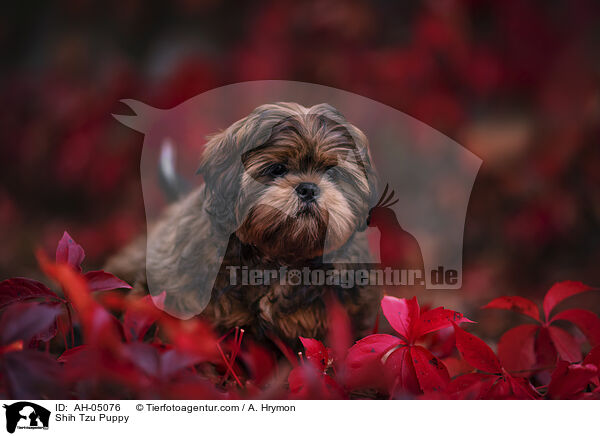 Shih Tzu Welpe / Shih Tzu Puppy / AH-05076