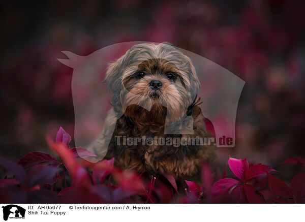 Shih Tzu Welpe / Shih Tzu Puppy / AH-05077
