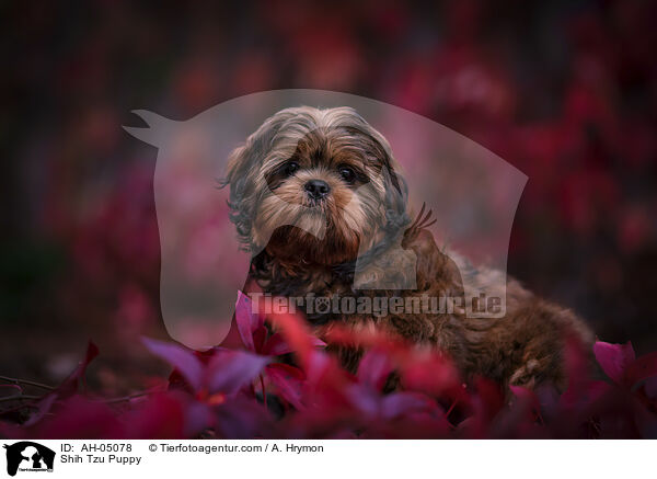 Shih Tzu Welpe / Shih Tzu Puppy / AH-05078