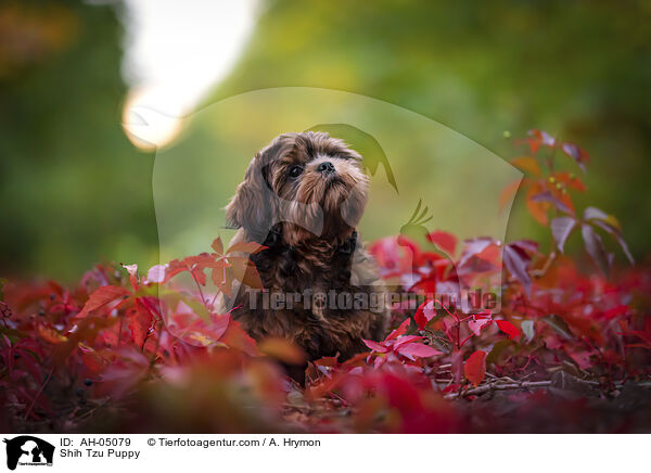 Shih Tzu Welpe / Shih Tzu Puppy / AH-05079