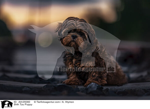 Shih Tzu Welpe / Shih Tzu Puppy / AH-05080