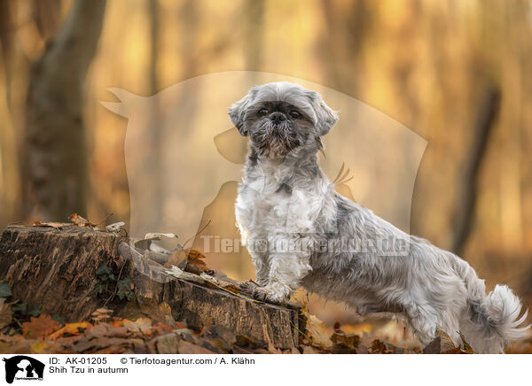 Shih Tzu im Herbst / Shih Tzu in autumn / AK-01205