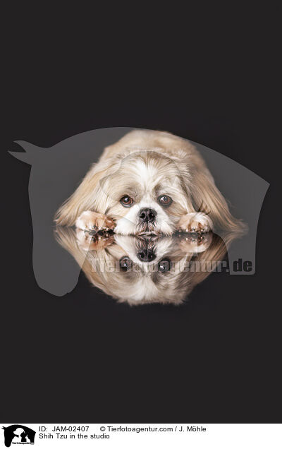 Shih Tzu im Studio / Shih Tzu in the studio / JAM-02407