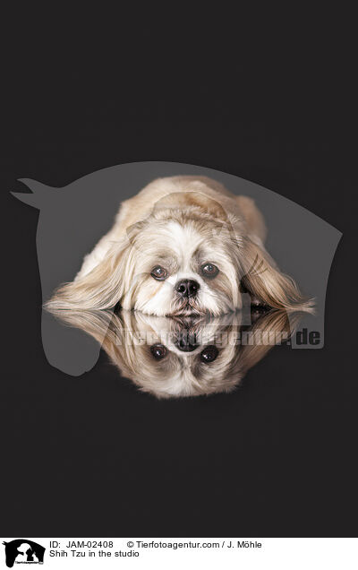Shih Tzu im Studio / Shih Tzu in the studio / JAM-02408