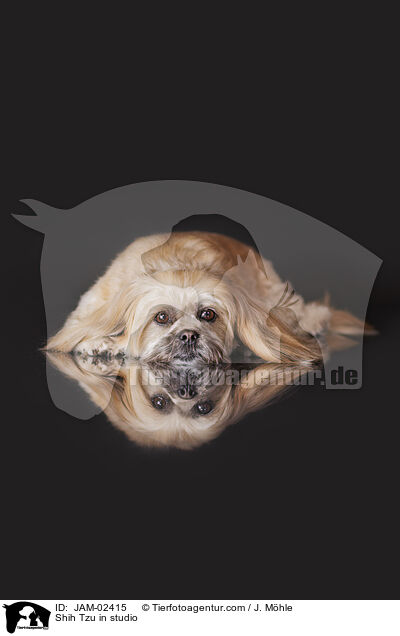 Shih Tzu im Studio / Shih Tzu in studio / JAM-02415