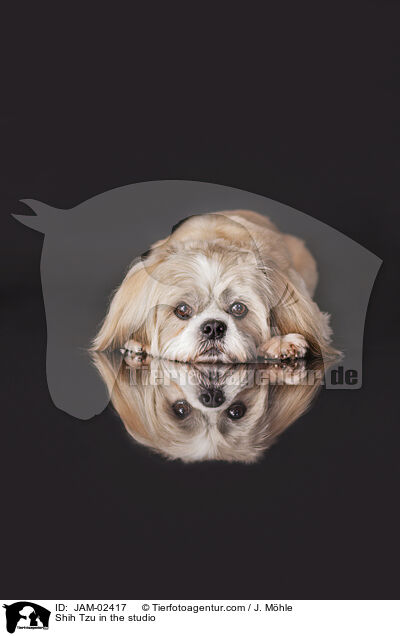Shih Tzu im Studio / Shih Tzu in the studio / JAM-02417