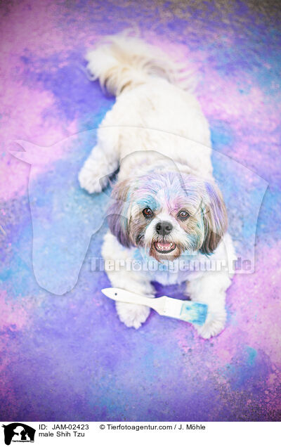 Shih Tzu Rde / male Shih Tzu / JAM-02423