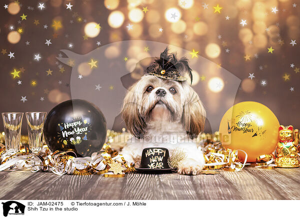 Shih Tzu im Studio / Shih Tzu in the studio / JAM-02475