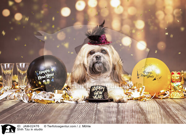 Shih Tzu im Studio / Shih Tzu in studio / JAM-02476