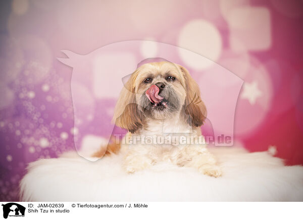 Shih Tzu in studio / JAM-02639