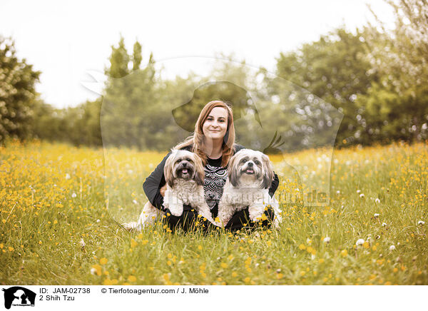 2 Shih Tzu / 2 Shih Tzu / JAM-02738