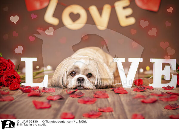Shih Tzu im Studio / Shih Tzu in the studio / JAM-02830