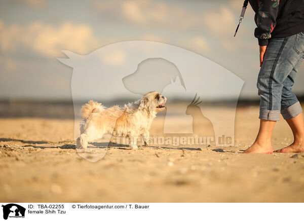 Shih Tzu Hndin / female Shih Tzu / TBA-02255