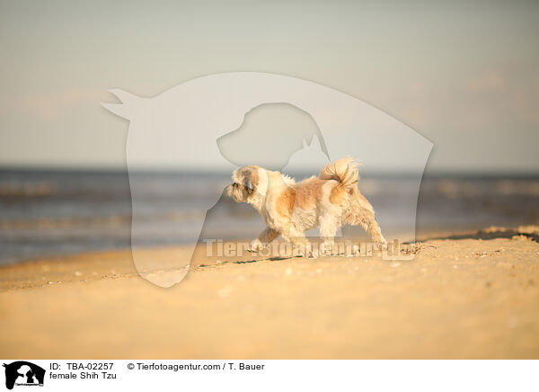 Shih Tzu Hndin / female Shih Tzu / TBA-02257