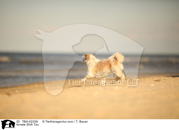 Shih Tzu Hndin / female Shih Tzu / TBA-02258