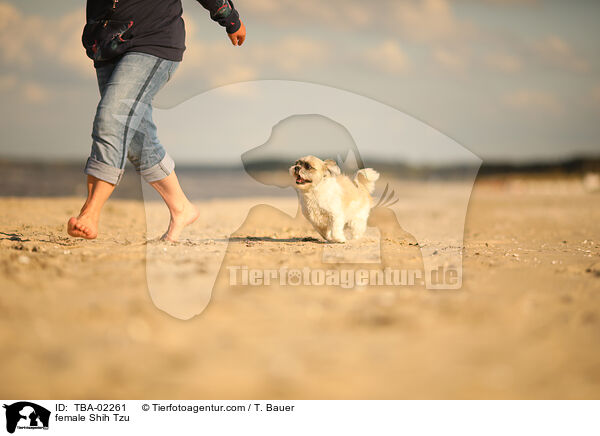 Shih Tzu Hndin / female Shih Tzu / TBA-02261
