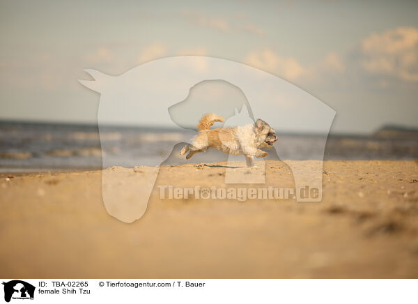 Shih Tzu Hndin / female Shih Tzu / TBA-02265