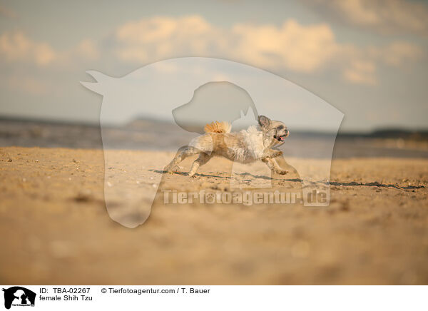 Shih Tzu Hndin / female Shih Tzu / TBA-02267