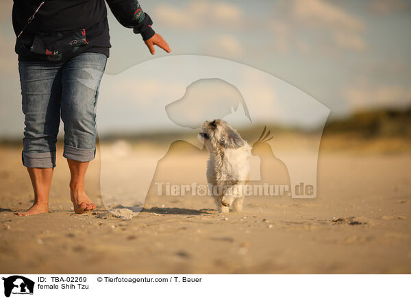 Shih Tzu Hndin / female Shih Tzu / TBA-02269