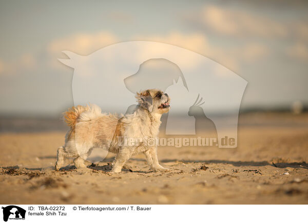 Shih Tzu Hndin / female Shih Tzu / TBA-02272