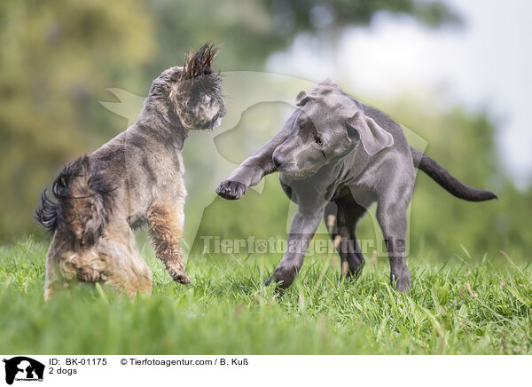 2 dogs / BK-01175