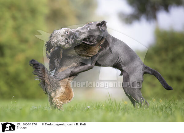 2 dogs / BK-01176