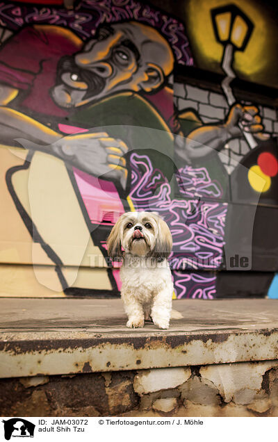adult Shih Tzu / JAM-03072