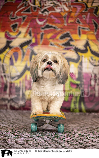 adult Shih Tzu / JAM-03246