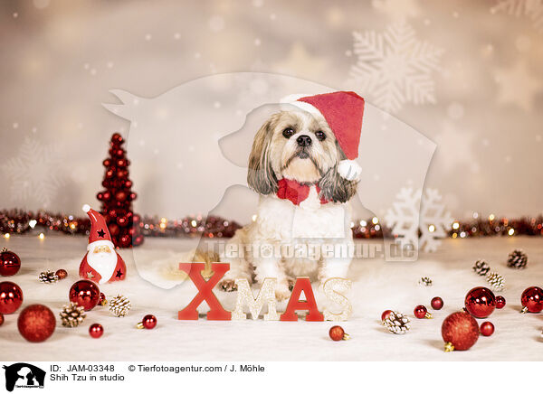 Shih Tzu im Studio / Shih Tzu in studio / JAM-03348