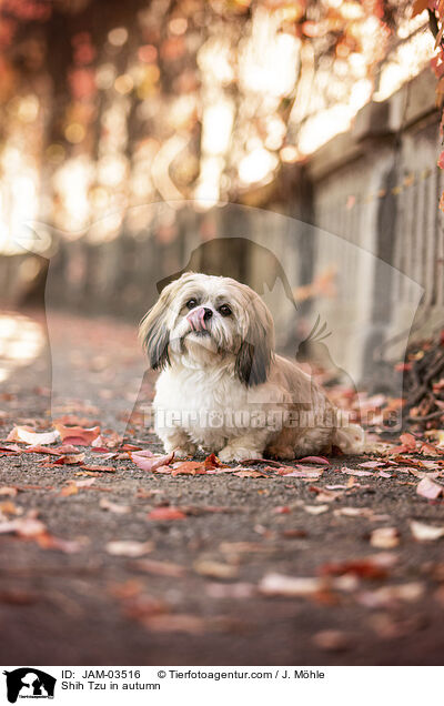 Shih Tzu in autumn / JAM-03516